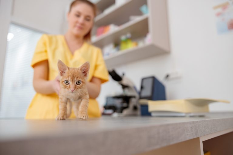 Little kitten being examining in vet clinic